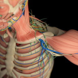 Therapeutic Techniques for the Shoulder Complex