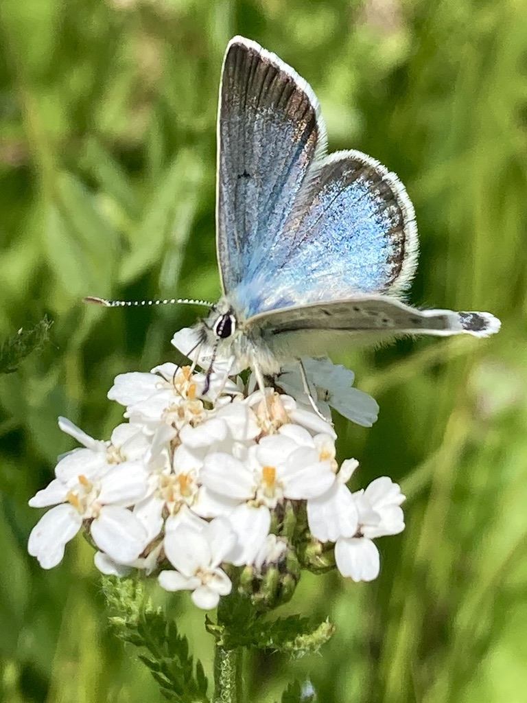 7C368853-E4BC-4022-A055-A01BA212FB60_1_105_c